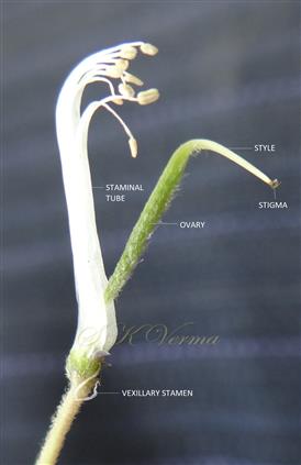  Pistil and Stamens